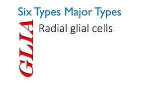 Glia Radial glial cells
Six Types Major Types
 