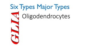 Glia Oligodendrocytes
Six Types Major Types
 