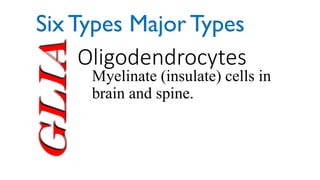 Glia Oligodendrocytes
Myelinate (insulate) cells in
brain and spine.
Six Types Major Types
 