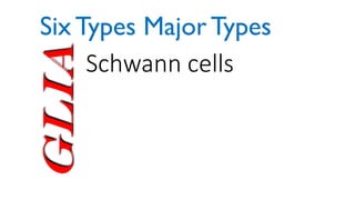 Glia Schwann cells
Six Types Major Types
 