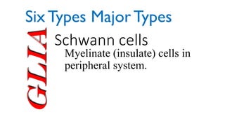 Glia Schwann cells
Myelinate (insulate) cells in
peripheral system.
Six Types Major Types
 