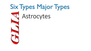 Glia Astrocytes
Six Types Major Types
 