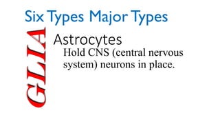 Glia Astrocytes
Hold CNS (central nervous
system) neurons in place.
Six Types Major Types
 