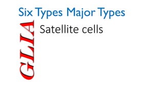 Glia Satellite cells
Six Types Major Types
 