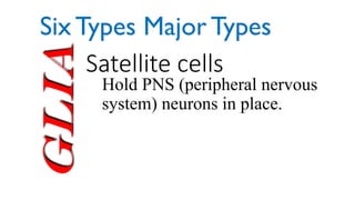 Glia Satellite cells
Hold PNS (peripheral nervous
system) neurons in place.
Six Types Major Types
 