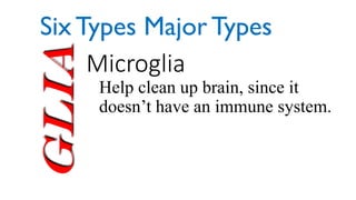 Glia Microglia
Help clean up brain, since it
doesn’t have an immune system.
Six Types Major Types
 