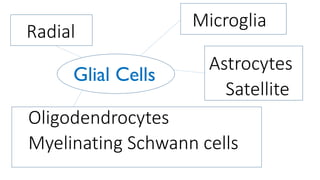 Microglia
Astrocytes
Satellite
Oligodendrocytes
Myelinating Schwann cells
Radial
Glial Cells
 