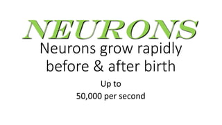 Neurons grow rapidly
before & after birth
Up to
50,000 per second
Neurons
 