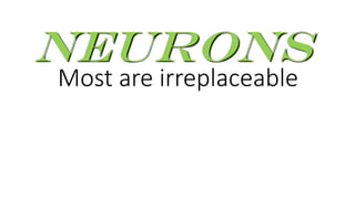 Most are irreplaceable
Neurons
 