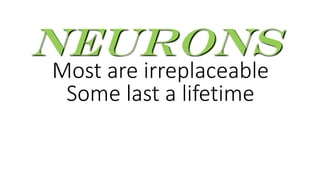 Most are irreplaceable
Neurons
Some last a lifetime
 