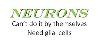 Can’t do it by themselves
Neurons
Need glial cells
 