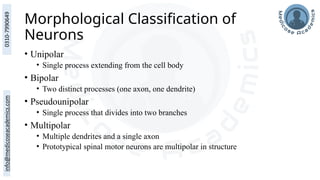 Morphological Classification of
Neurons
• Unipolar
• Single process extending from the cell body
• Bipolar
• Two distinct processes (one axon, one dendrite)
• Pseudounipolar
• Single process that divides into two branches
• Multipolar
• Multiple dendrites and a single axon
• Prototypical spinal motor neurons are multipolar in structure
 
