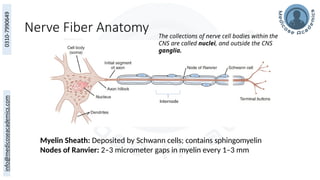 Nerve Fiber Anatomy
Myelin Sheath: Deposited by Schwann cells; contains sphingomyelin
Nodes of Ranvier: 2–3 micrometer gaps in myelin every 1–3 mm
Internode
The collections of nerve cell bodies within the
CNS are called nuclei, and outside the CNS
ganglia.
 