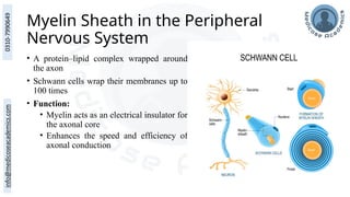 Myelin Sheath in the Peripheral
Nervous System
• A protein–lipid complex wrapped around
the axon
• Schwann cells wrap their membranes up to
100 times
• Function:
• Myelin acts as an electrical insulator for
the axonal core
• Enhances the speed and efficiency of
axonal conduction
 