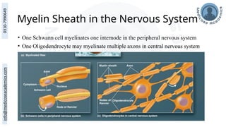 Myelin Sheath in the Nervous System
• One Schwann cell myelinates one internode in the peripheral nervous system
• One Oligodendrocyte may myelinate multiple axons in central nervous system
 