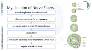 15
Myelination of Nerve Fibers
Axon invaginates the Schwann cell
plasma membrane forms mesaxon
Mesaxon wraps repeatedly around axon
spirals form
cytoplasm extruded Inner membrane layers fuse
myelin sheath formed
 