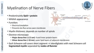 16
Myelination of Nerve Fibers
• Predominantly lipid + protein
• Whitish appearance
• Function:
• Electrical insulation
• Prevents ion flux across axon membrane
• Myelin thickness: depends on number of spirals
• Electron microscopy:
• Major dense line (~2.5 nm): fused inner protein layers
• Minor dense line (~10 nm): outer lipid layers of adjacent membranes
• Each Schwann cell covers short segment → interdigitates with next Schwann cell
Segmented myelin separated by nodes of Ranvier
 