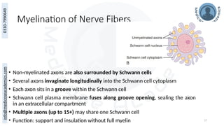 17
Myelination of Nerve Fibers
• Non-myelinated axons are also surrounded by Schwann cells
• Several axons invaginate longitudinally into the Schwann cell cytoplasm
• Each axon sits in a groove within the Schwann cell
• Schwann cell plasma membrane fuses along groove opening, sealing the axon
in an extracellular compartment
• Multiple axons (up to 15+) may share one Schwann cell
• Function: support and insulation without full myelin
 