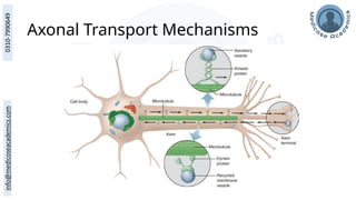 Axonal Transport Mechanisms
 