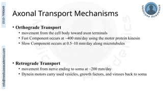 Axonal Transport Mechanisms
• Orthograde Transport
• movement from the cell body toward axon terminals
• Fast Component occurs at ~400 mm/day using the motor protein kinesin
• Slow Component occurs at 0.5–10 mm/day along microtubules
• Retrograde Transport
• movement from nerve ending to soma at ~200 mm/day
• Dynein motors carry used vesicles, growth factors, and viruses back to soma
 