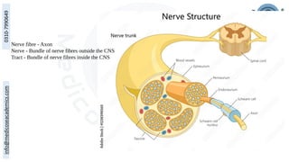 Nerve fibre - Axon
Nerve - Bundle of nerve fibres outside the CNS
Tract - Bundle of nerve fibres inside the CNS
 