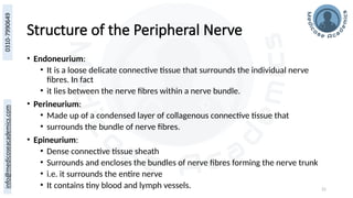 21
Structure of the Peripheral Nerve
• Endoneurium:
• It is a loose delicate connective tissue that surrounds the individual nerve
fibres. In fact
• it lies between the nerve fibres within a nerve bundle.
• Perineurium:
• Made up of a condensed layer of collagenous connective tissue that
• surrounds the bundle of nerve fibres.
• Epineurium:
• Dense connective tissue sheath
• Surrounds and encloses the bundles of nerve fibres forming the nerve trunk
• i.e. it surrounds the entire nerve
• It contains tiny blood and lymph vessels.
 
