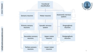 22
Functional
classification
Sensory neurons
Primary sensory
neurons:
Secondary sensory
neurons:
Tertiary sensory
neurons:
Motor neurons
Somatic nervous
system
Upper motor
neurons
Lower motor
neurons
Autonomic nervous
system:
Preganglionic
neurons:
Postganglionic
neurons:
 
