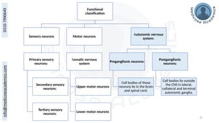 25
Functional
classification
Sensory neurons
Primary sensory
neurons:
Secondary sensory
neurons:
Tertiary sensory
neurons:
Motor neurons
Somatic nervous
system
Upper motor neurons
Lower motor neurons
Autonomic nervous
system:
Preganglionic neurons:
Cell bodies of these
neurons lie in the brain
and spinal cord.
Postganglionic
neurons:
Cell bodies lie outside
the CNS in lateral,
collateral and terminal
autonomic ganglia.
 