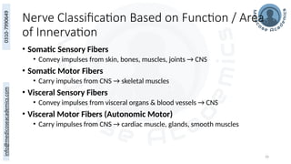 26
Nerve Classification Based on Function / Area
of Innervation
• Somatic Sensory Fibers
• Convey impulses from skin, bones, muscles, joints → CNS
• Somatic Motor Fibers
• Carry impulses from CNS → skeletal muscles
• Visceral Sensory Fibers
• Convey impulses from visceral organs & blood vessels → CNS
• Visceral Motor Fibers (Autonomic Motor)
• Carry impulses from CNS → cardiac muscle, glands, smooth muscles
 
