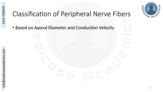 27
Classification of Peripheral Nerve Fibers
• Based on Axonal Diameter and Conduction Velocity
 