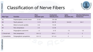 Classification of Nerve Fibers
 