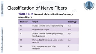 Classification of Nerve Fibers
 