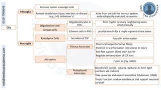 Glia
Microglia
Immune system scavenger cells
Remove debris from injury, infection, or disease
(e.g., MS, Alzheimer's)
Arise from outside the nervous system;
embryologically unrelated to neurons
Macroglia
Oligodendrocytes/
Schwan cells
Oligodendrocytes in
CNS,
form myelin for many neighboring axons
simultaneously
Schwann cells in PNS provide myelin for a single segment of one axons
Ependymal Cells Secretion of CSF
Astrocytes
Fibrous Astrocytes
Found in white matter
Structural support of nerve fibers,
Involved in scar formation in response to injury
End-feet support blood brain barrier
Regulate concentration of ECF ions
Protoplasmic
Astrocytes
Found in gray matter
Blood-brain barrier, induces capillaries to form tight
junctions via end-feet
Take up excess and neurotransmitters (Glutamate, GABA)
Tropic Function produce substances that support neuronal
survival
 