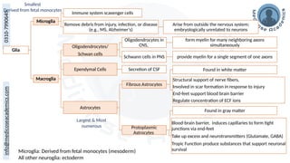Glia
Microglia
Immune system scavenger cells
Remove debris from injury, infection, or disease
(e.g., MS, Alzheimer's)
Arise from outside the nervous system;
embryologically unrelated to neurons
Macroglia
Oligodendrocytes/
Schwan cells
Oligodendrocytes in
CNS,
form myelin for many neighboring axons
simultaneously
Schwann cells in PNS provide myelin for a single segment of one axons
Ependymal Cells Secretion of CSF
Astrocytes
Fibrous Astrocytes
Found in white matter
Structural support of nerve fibers,
Involved in scar formation in response to injury
End-feet support blood brain barrier
Regulate concentration of ECF ions
Protoplasmic
Astrocytes
Found in gray matter
Blood-brain barrier, induces capillaries to form tight
junctions via end-feet
Take up excess and neurotransmitters (Glutamate, GABA)
Tropic Function produce substances that support neuronal
survival
Largest & Most
numerous
Smallest
Derived from fetal monocytes
Microglia: Derived from fetal monocytes (mesoderm)
All other neuroglia: ectoderm
 
