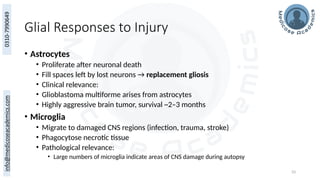 33
Glial Responses to Injury
• Astrocytes
• Proliferate after neuronal death
• Fill spaces left by lost neurons → replacement gliosis
• Clinical relevance:
• Glioblastoma multiforme arises from astrocytes
• Highly aggressive brain tumor, survival ~2–3 months
• Microglia
• Migrate to damaged CNS regions (infection, trauma, stroke)
• Phagocytose necrotic tissue
• Pathological relevance:
• Large numbers of microglia indicate areas of CNS damage during autopsy
 
