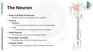 The Neuron
• Soma (Cell Body/Perikaryon)
• Metabolic center containing the nucleus and DNA
• Neurites
• Dendrites
• Extensive processes that arborize to receive incoming signals
• Axon
• Long fibrous process originating from the axon hillock
• Initial Segment
• The first portion of the axon following the hillock
• Presynaptic Terminals
• Branching ends of the axon for signal transmission
• Synaptic Knobs
• Terminal buttons containing vesicles of synaptic transmitters
 
