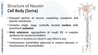 5
Structure of Neuron
Cell Body (Soma)
• Enlarged portion of neuron containing cytoplasm and
plasma membrane
• Contains single, large, centrally located nucleus with
prominent nucleolus
• Nissl substance: aggregations of rough ER → enzyme
synthesis for neurotransmitters
• Present in dendrites but absent in axon hillock & axon
• Centrosomes (centrioles) observed in mature neurons →
maintenance of neurotubules
 