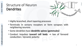 6
Structure of Neuron
Dendrites
• Highly branched, short tapering processes
• Terminate in sensory receptors or form synapses with
neighboring neurons
• Some dendrites have dendritic spines (gemmules)
• Conduct impulses toward cell body → law of forward
conduction / dynamic polarity
 