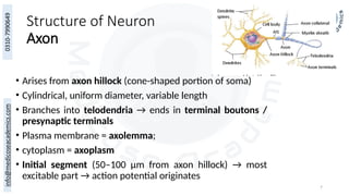 7
Structure of Neuron
Axon
• Arises from axon hillock (cone-shaped portion of soma)
• Cylindrical, uniform diameter, variable length
• Branches into telodendria → ends in terminal boutons /
presynaptic terminals
• Plasma membrane = axolemma;
• cytoplasm = axoplasm
• Initial segment (50–100 μm from axon hillock) → most
excitable part → action potential originates
 