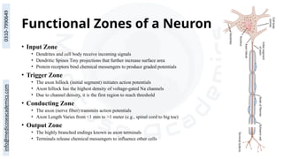 Functional Zones of a Neuron
• Input Zone
• Dendrites and cell body receive incoming signals
• Dendritic Spines Tiny projections that further increase surface area
• Protein receptors bind chemical messengers to produce graded potentials
• Trigger Zone
• The axon hillock (initial segment) initiates action potentials
• Axon hillock has the highest density of voltage-gated Na channels
• Due to channel density, it is the first region to reach threshold
• Conducting Zone
• The axon (nerve fiber) transmits action potentials
• Axon Length Varies from <1 mm to >1 meter (e.g., spinal cord to big toe)
• Output Zone
• The highly branched endings known as axon terminals
• Terminals release chemical messengers to influence other cells
 