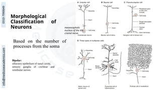 Morphological
Classification of
Neurons
Based on the number of
processes from the soma
Bipolar:
olfactory epithelium of nasal cavity,
sensory ganglia of cochlear and
vestibular nerves
mesencephalic
nucleus of the Vth
cranial nerve.
 