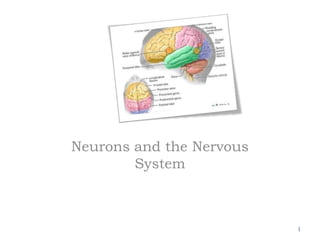 Neurons and the Nervous
System
1
 