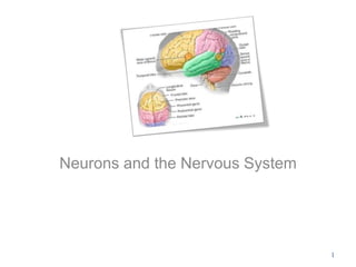 Neurons and the Nervous System 
1 
 