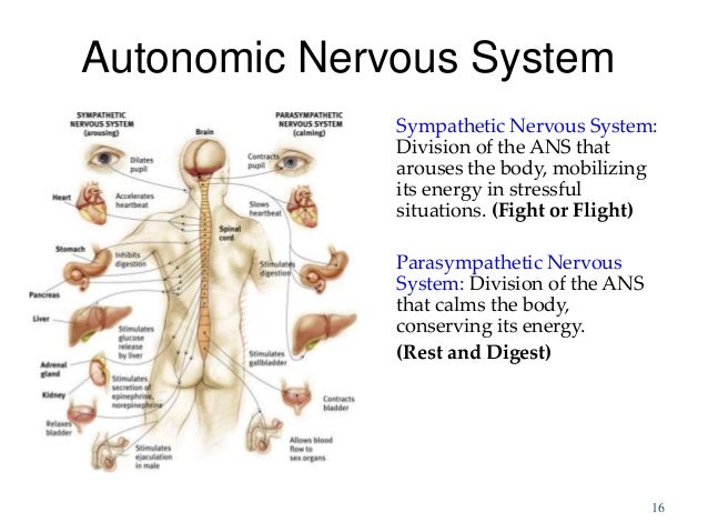 Understanding Generalized Anxiety >> Biological Bases of Behavior: Neurons Understanding Generalized Anxiety >> Biological Bases of Behavior: Neurons