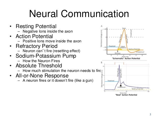 biological bases of behavior neurons neural communication