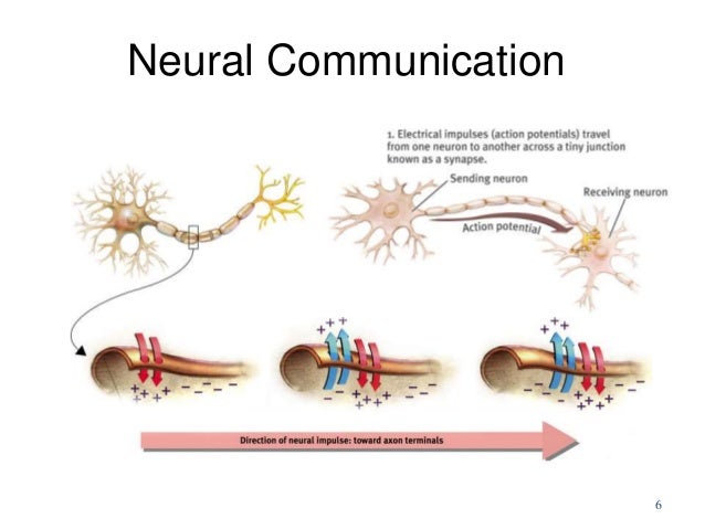 biological bases of behavior neurons neural communication