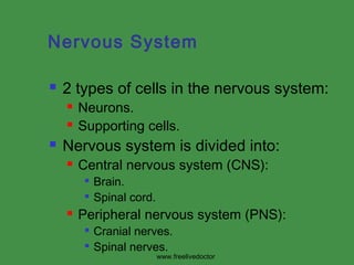 Nervous System


2 types of cells in the nervous system:





Neurons.
Supporting cells.

Nervous system is divided into:


Central nervous system (CNS):





Brain.
Spinal cord.

Peripheral nervous system (PNS):



Cranial nerves.
Spinal nerves.

www.freelivedoctor

 
