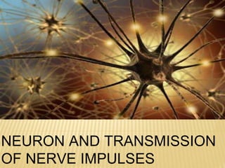 NEURON AND TRANSMISSION
OF NERVE IMPULSES
 