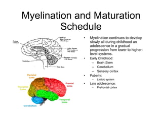 Late Maturity Development Nuerons to Readiness | PPT