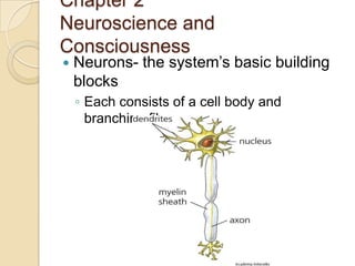 Chapter 2Neuroscience and Consciousness Neurons- the system’s basic building blocks Each consists of a cell body and branching fibers 